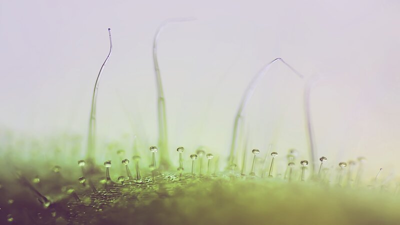 Microscopic plant structures