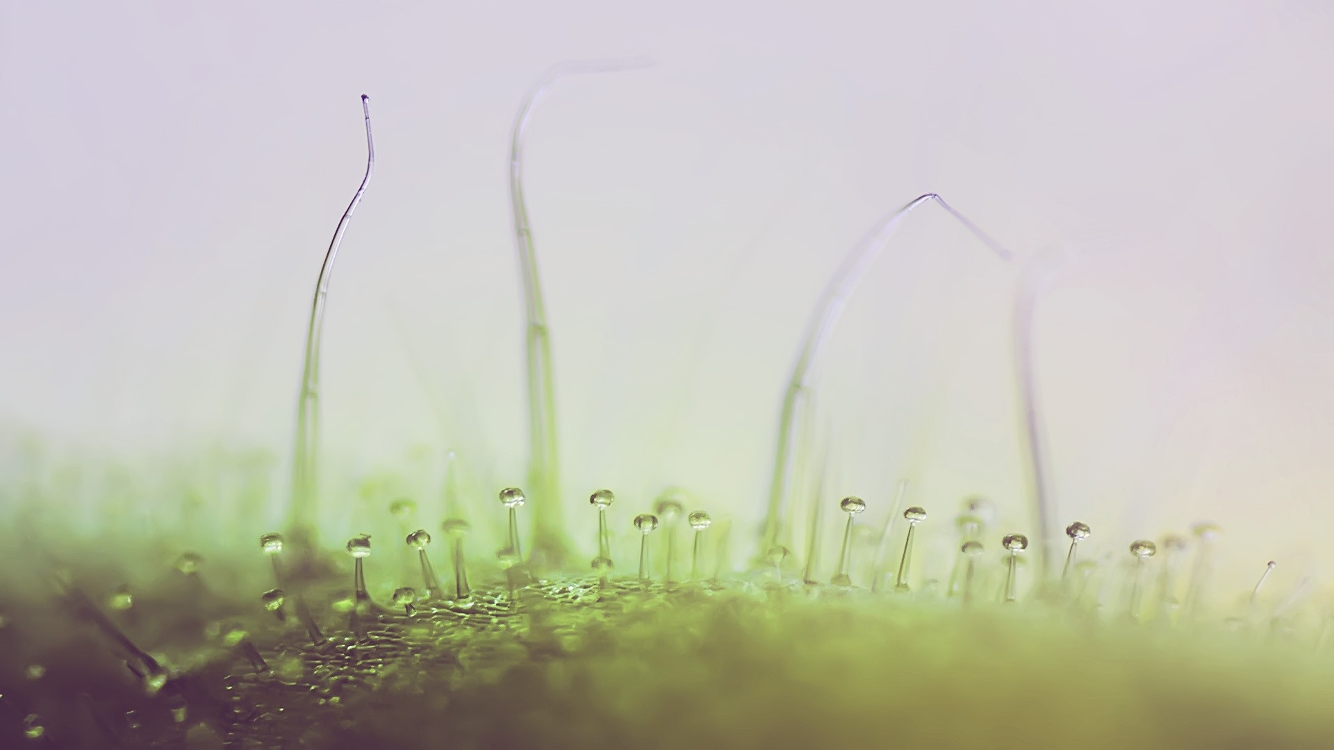 Microscopic plant structures