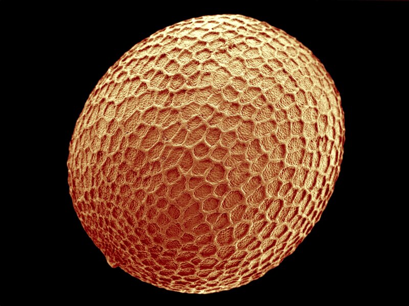 microscopic pollen grain