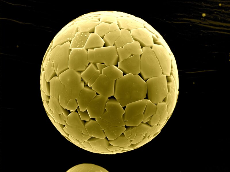 microscopic pollen grain