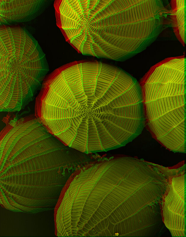 Microscopic pollen grains
