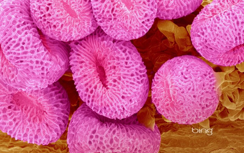 Microscopic pollen grains