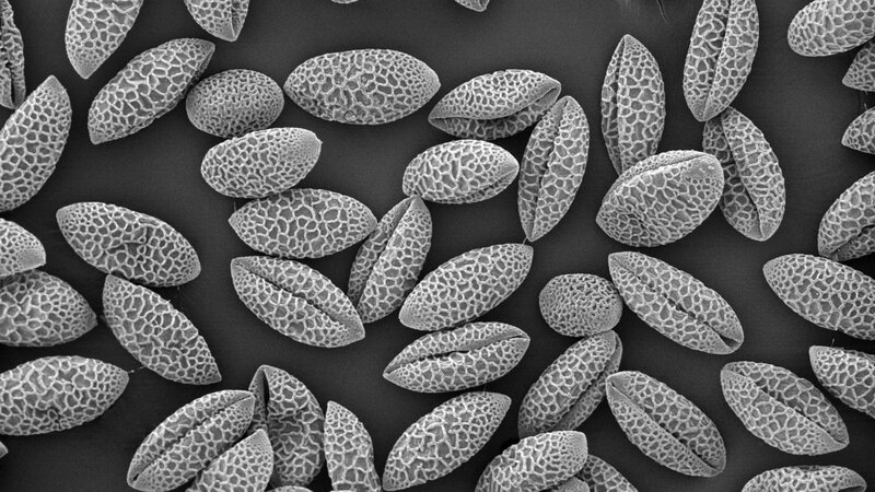Microscopic Pollen Grains — Black