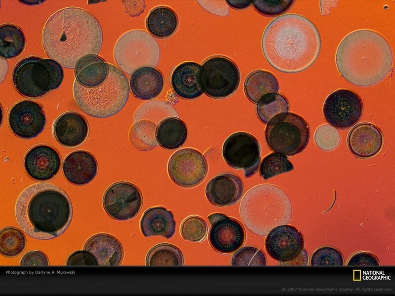 Microscopic Pollen Grains — Orange