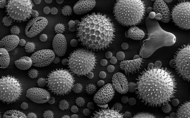 Microscopic pollen grains