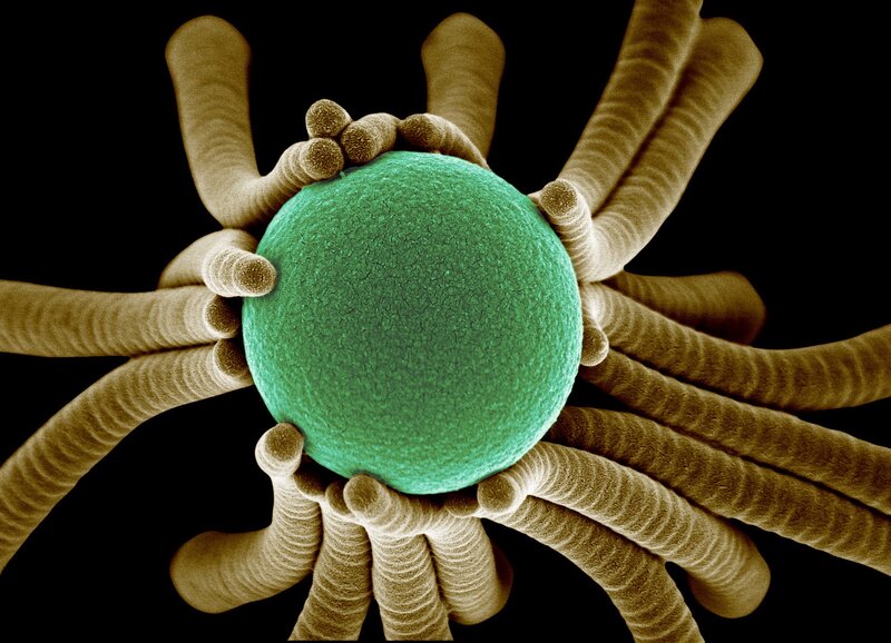 Microscopic Sea Creature