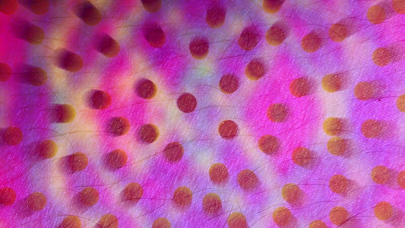 microscopic skin texture with hair follicles