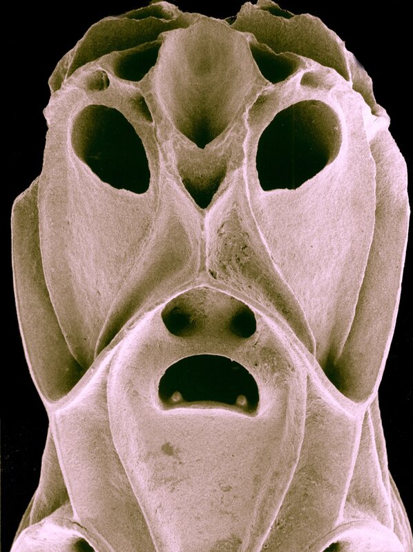 microscopic skull structure