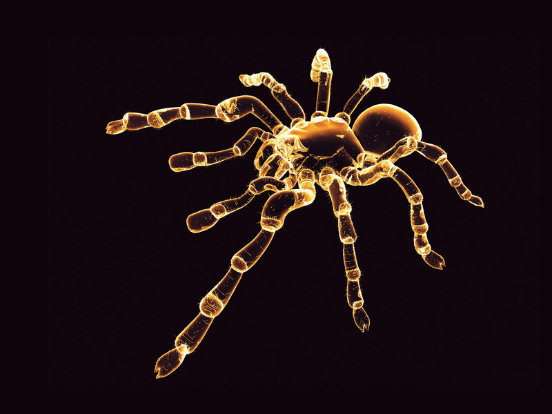 Microscopic Spider — Gold