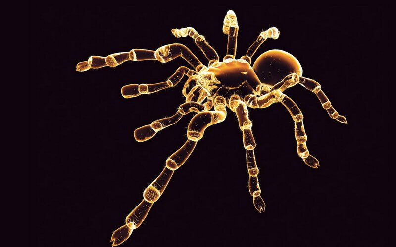 Microscopic Spider
