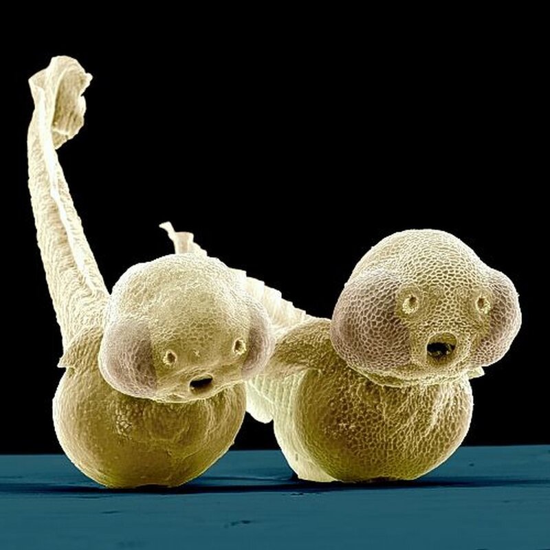 Microscopic tadpoles