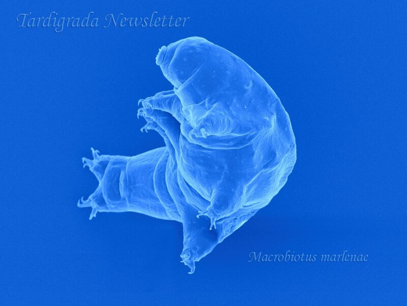 Microscopic tardigrade image