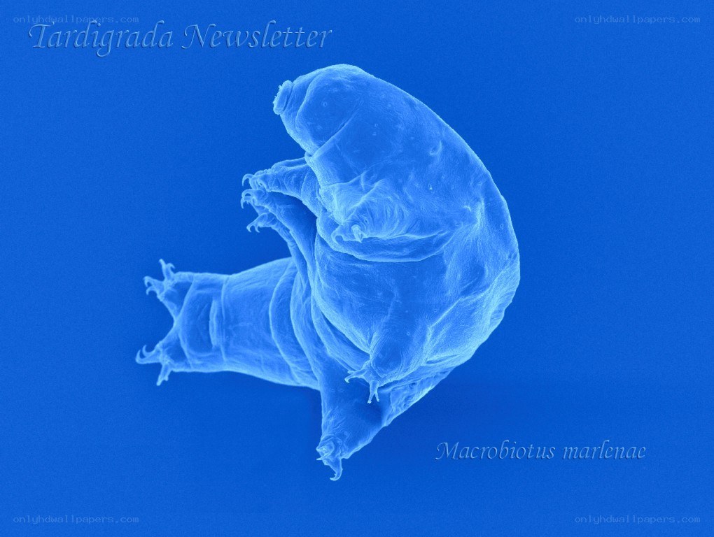 Microscopic tardigrade image