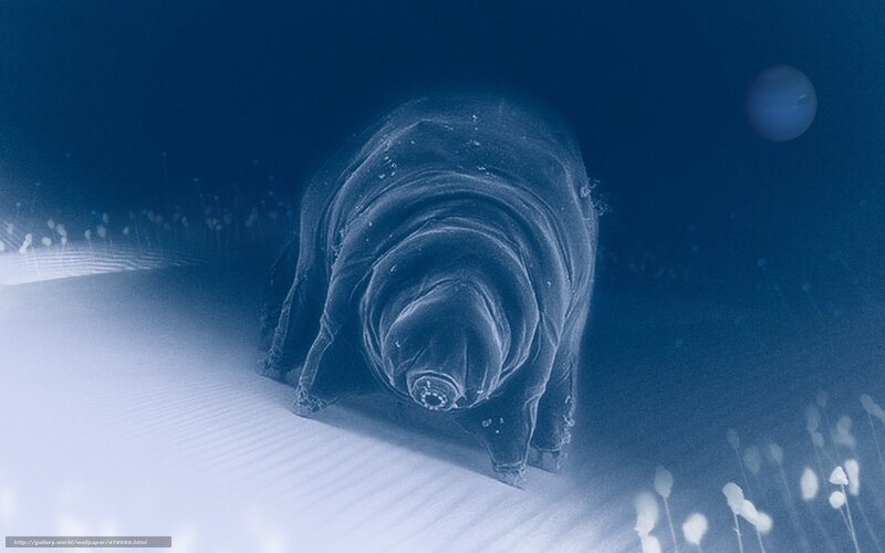 Microscopic tardigrade on sand