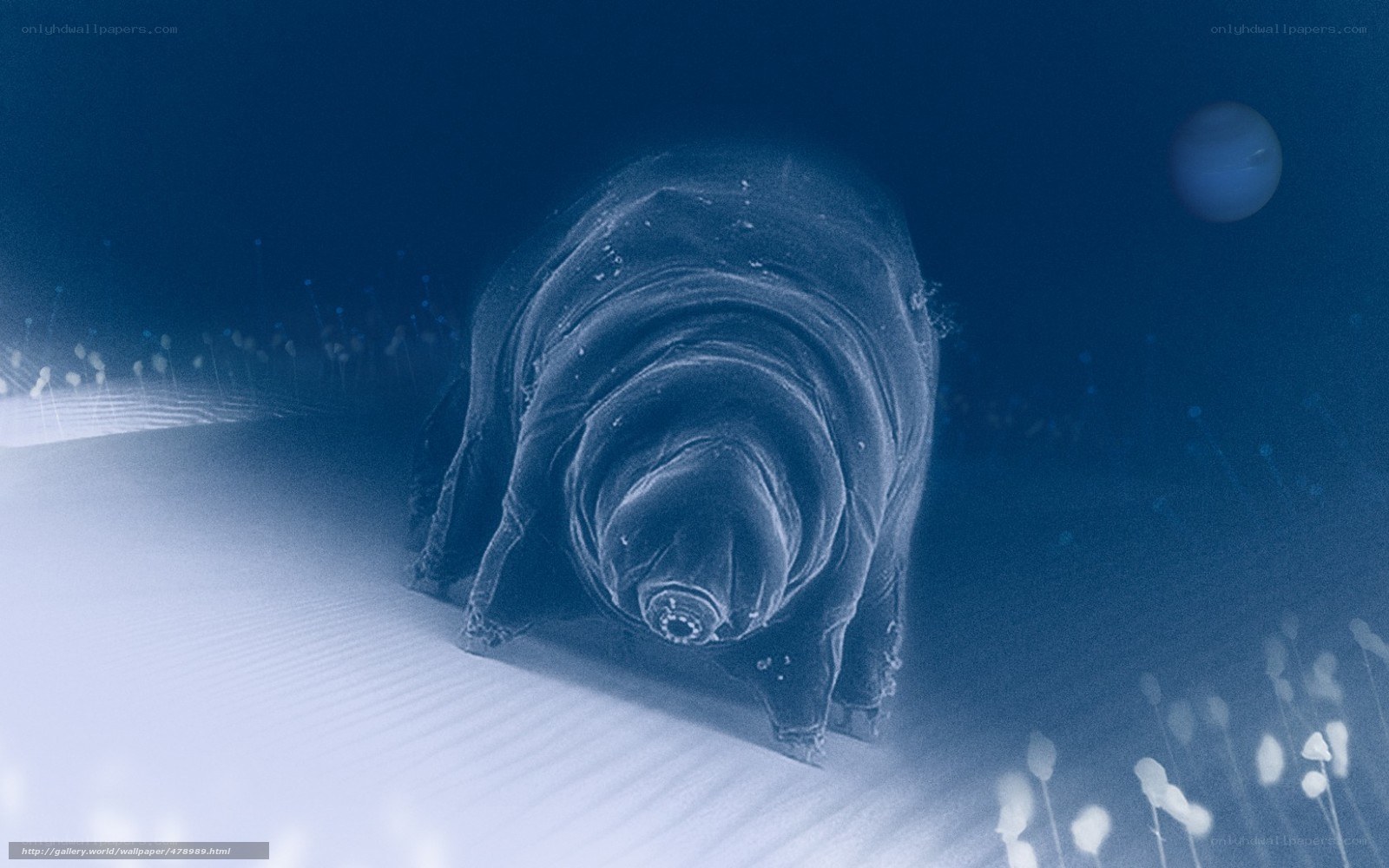 Microscopic tardigrade on sand