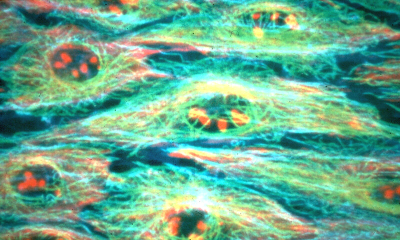 Microscopic Tissue Cells — Green