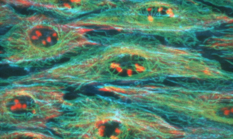 Microscopic Tissue Cells