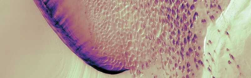 Microscopic Tissue Section — Purple