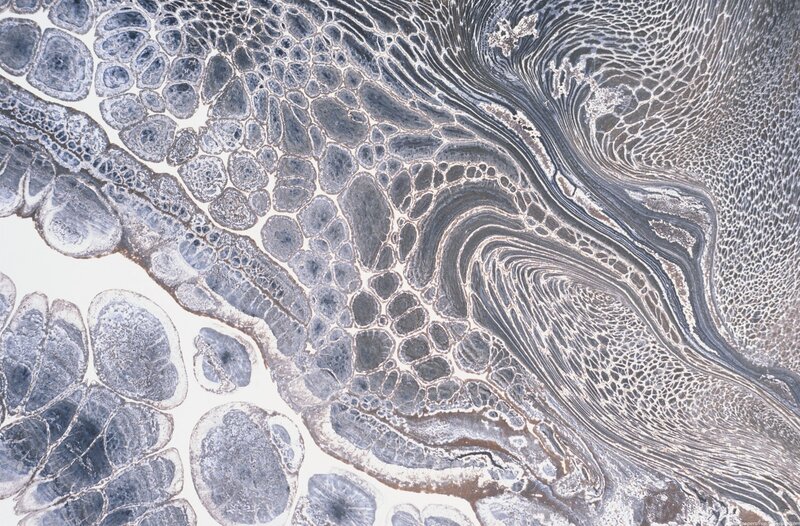 Microscopic tissue structure