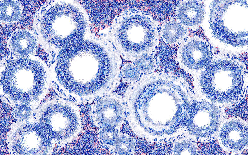 Microscopic Tissue Structure — Blue