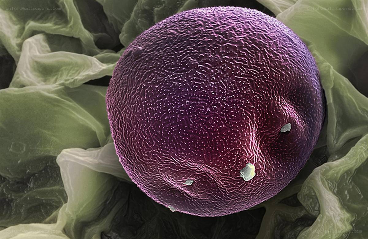 Microscopic view of a cell