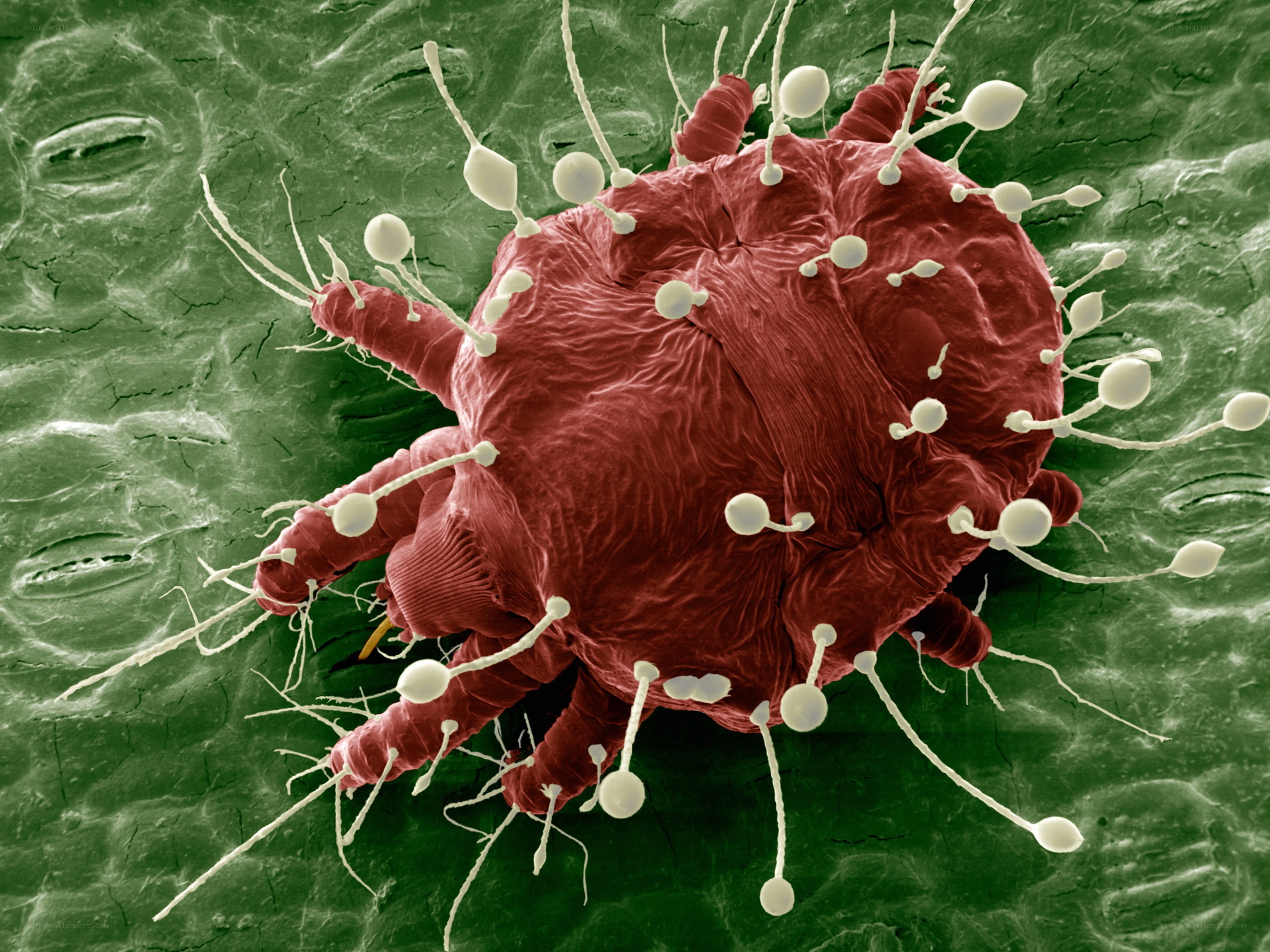 Microscopic view of a dust mite