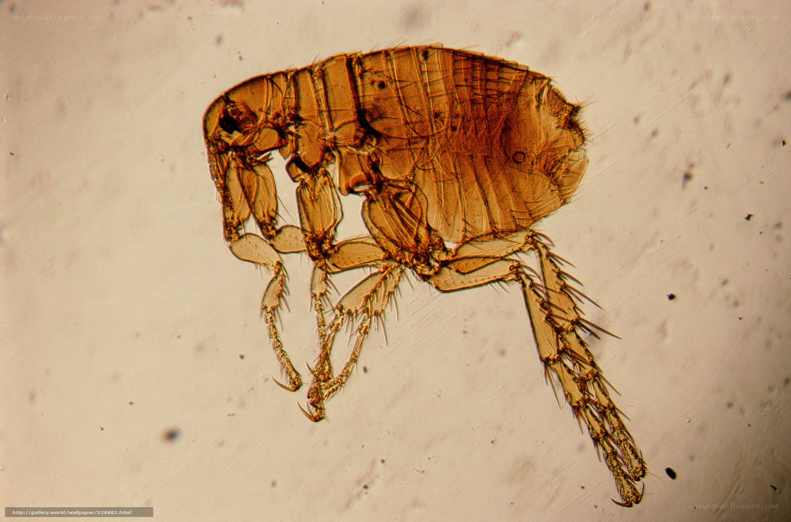 microscopic view of a flea