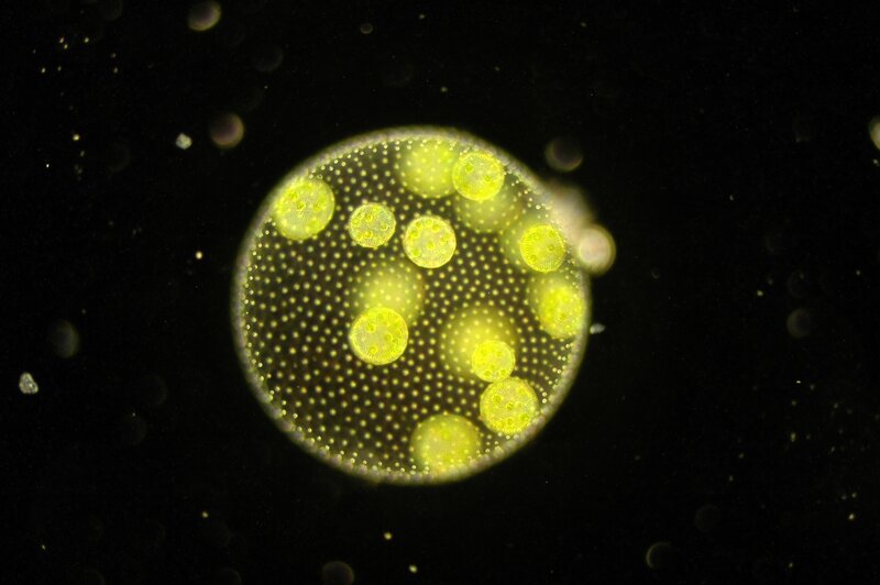 microscopic view of a green alga