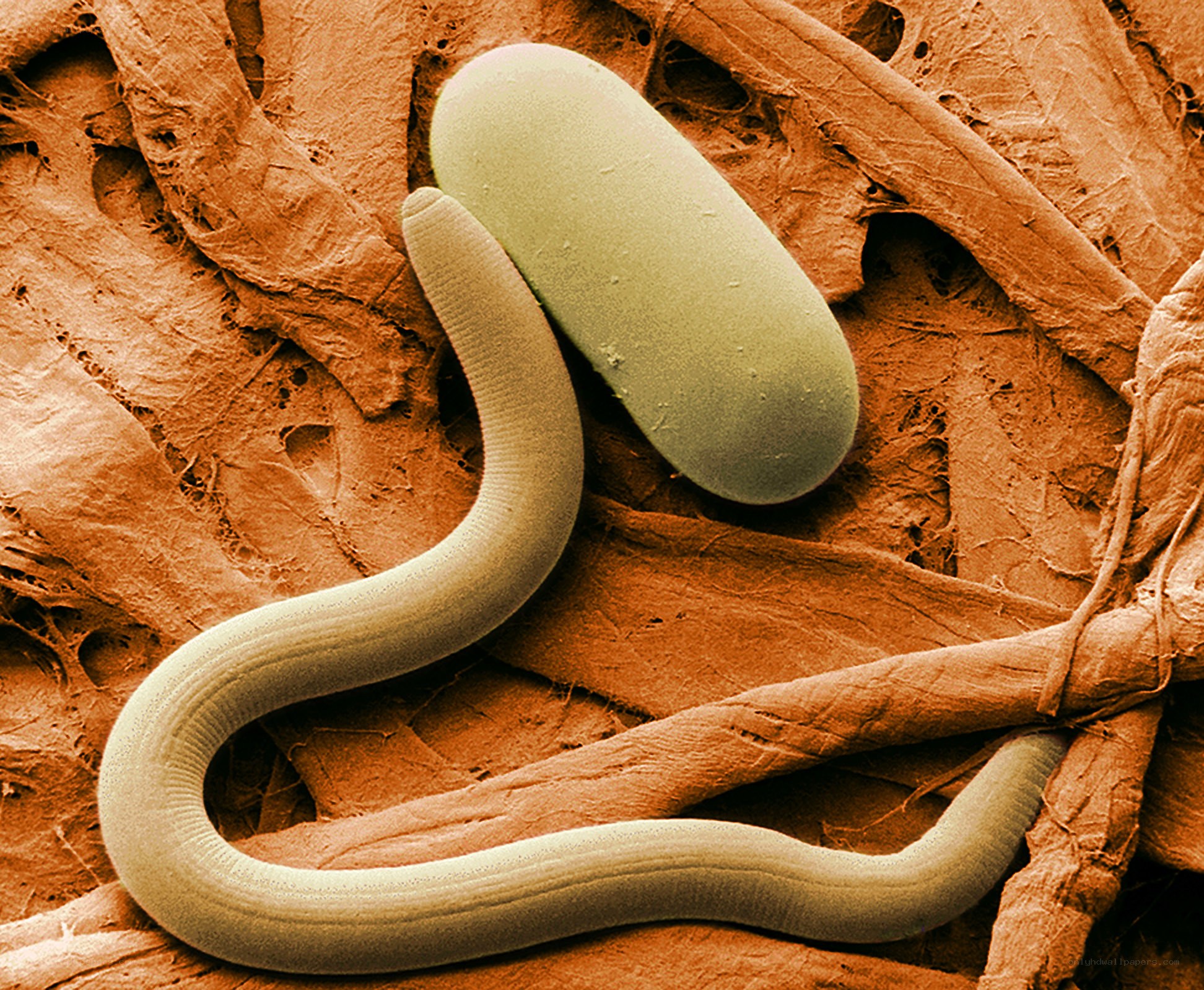 Microscopic view of a nematode