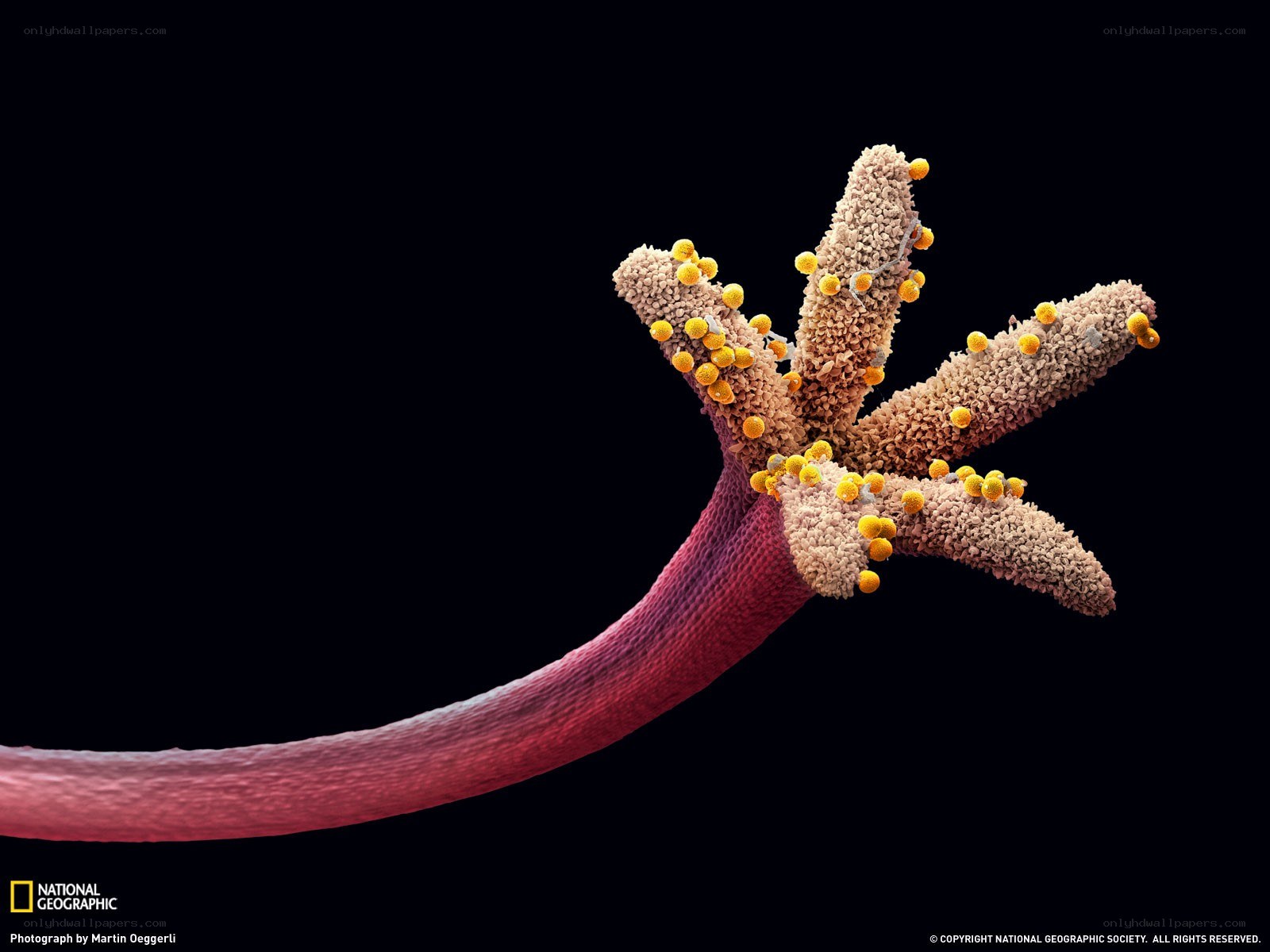 Microscopic view of a neuron