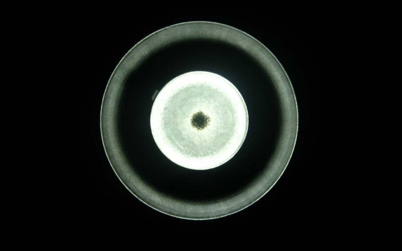 microscopic view of a petri dish