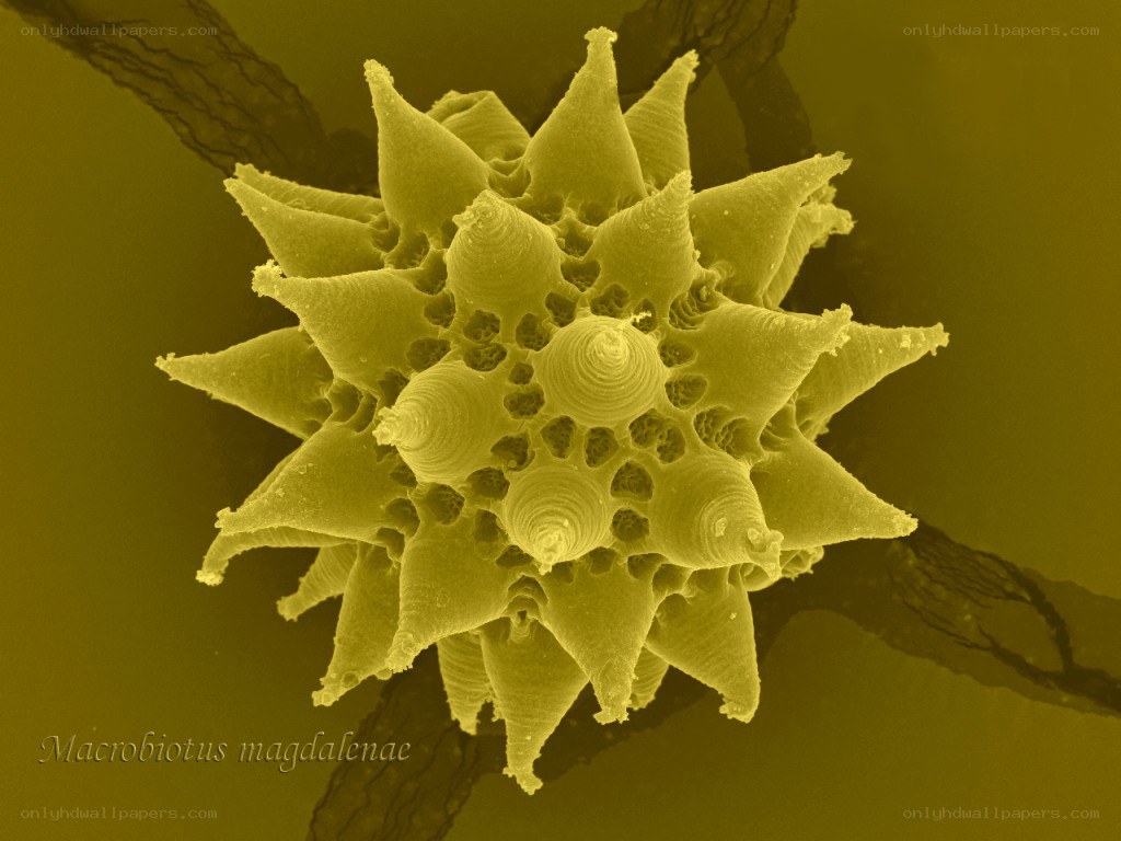 Microscopic view of a pollen grain