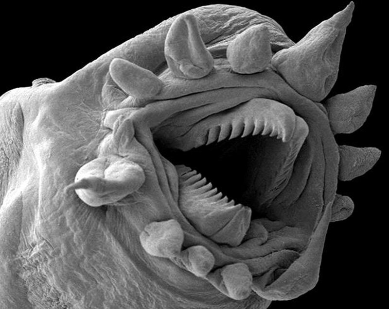 Microscopic view of a sea creature