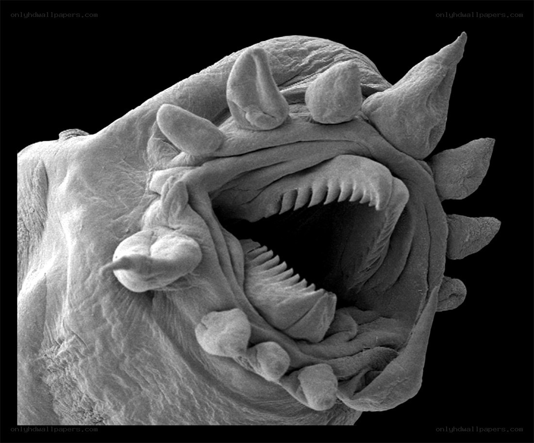 Microscopic view of a sea creature