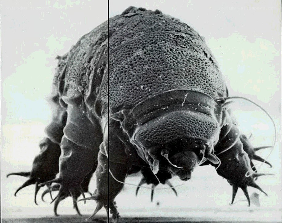 Microscopic view of a tardigrade