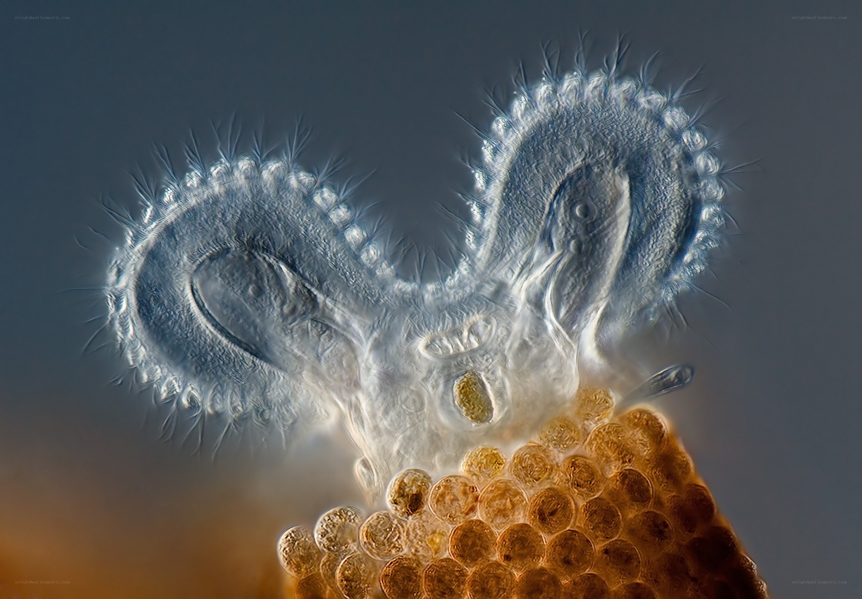 Microscopic view of a water flea