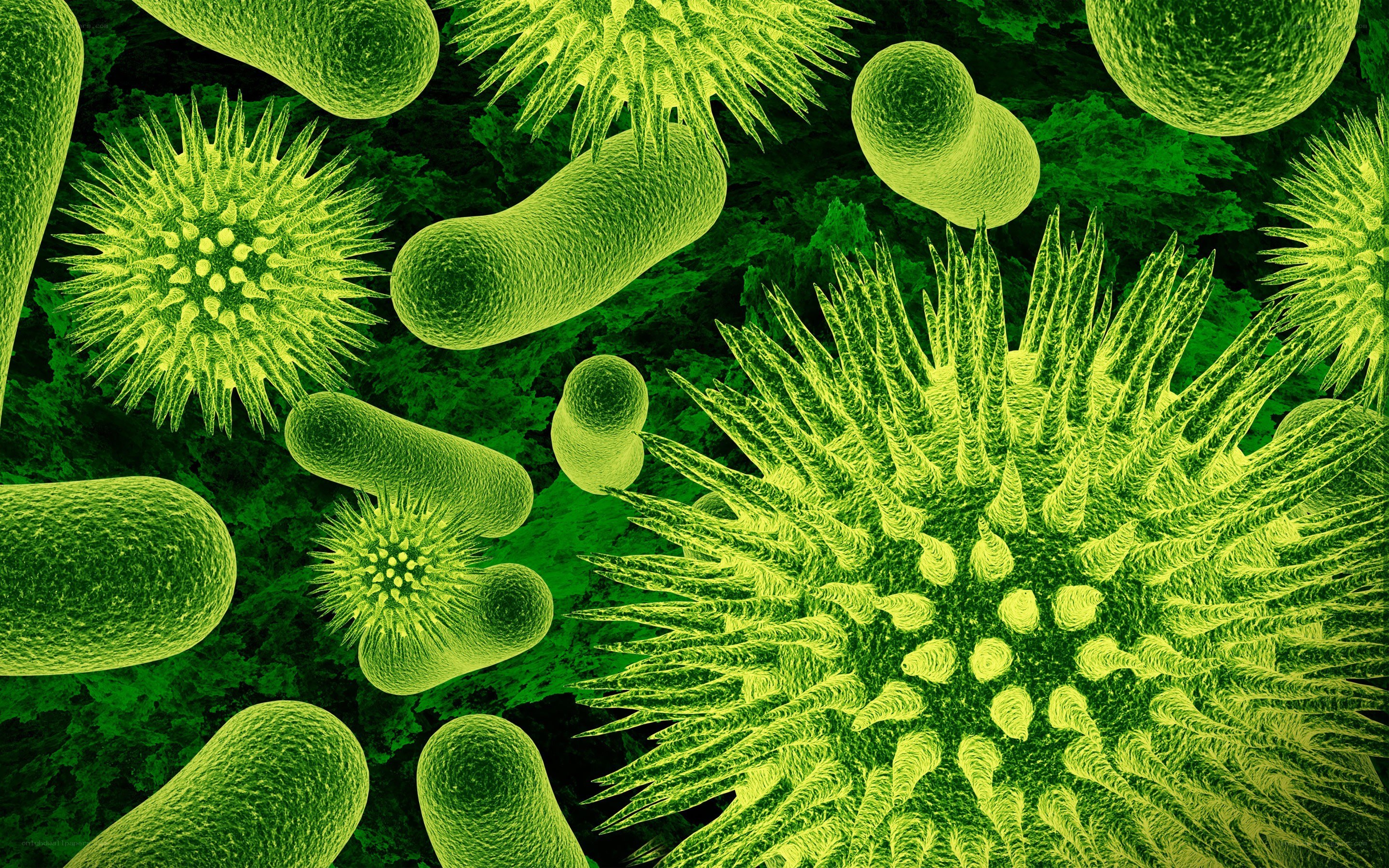Microscopic view of bacteria
