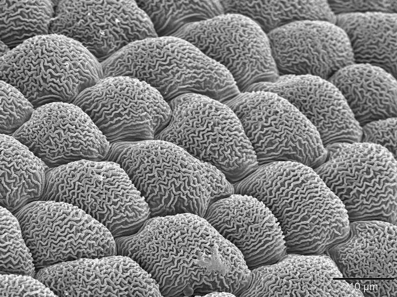 Microscopic view of brain coral