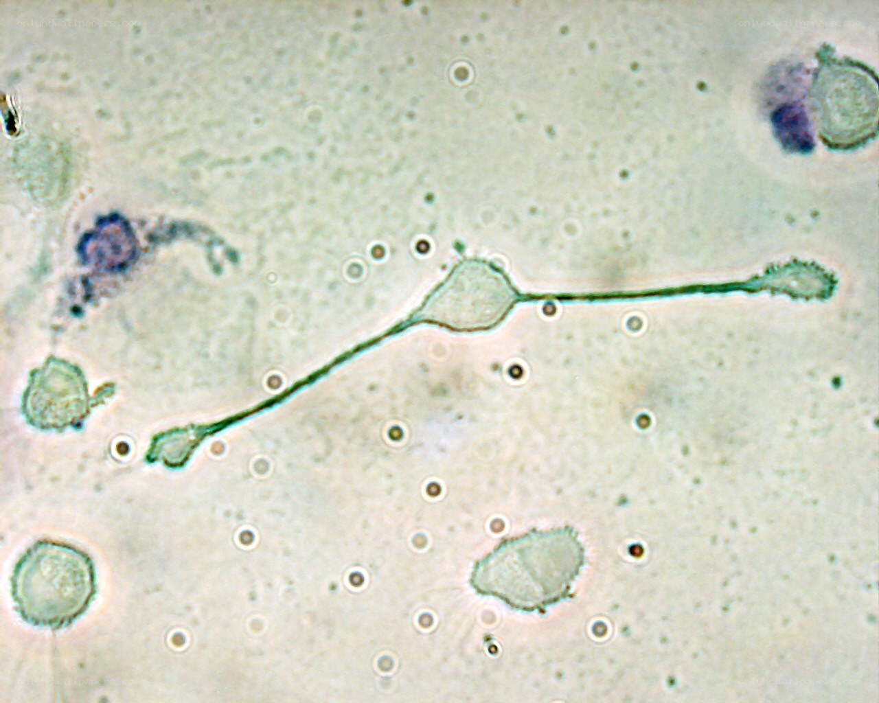 microscopic view of cells