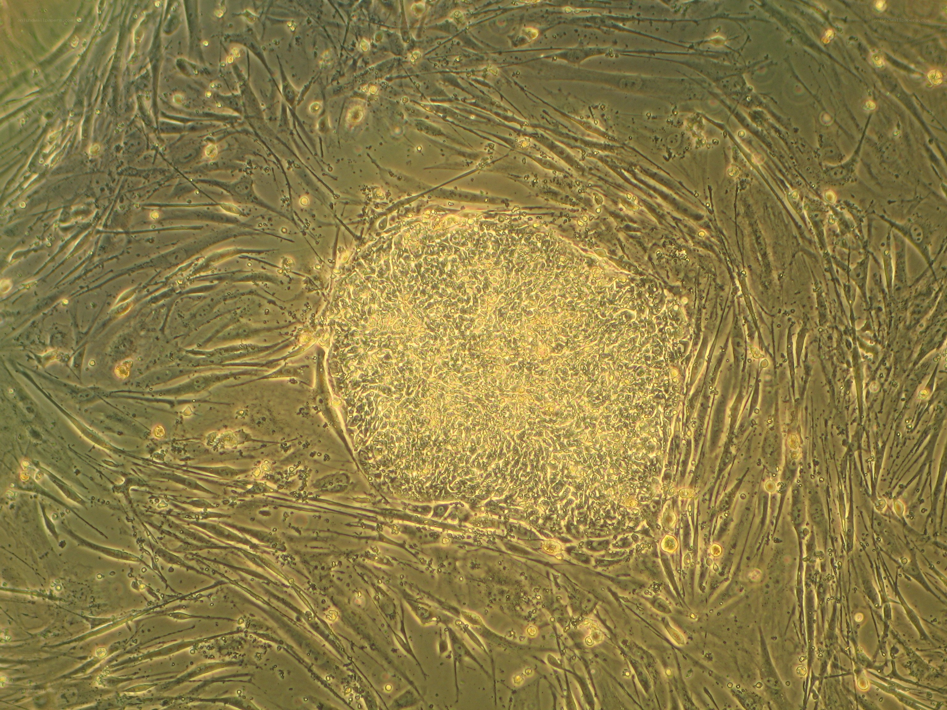 microscopic view of cells