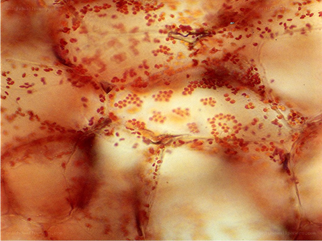microscopic view of cells