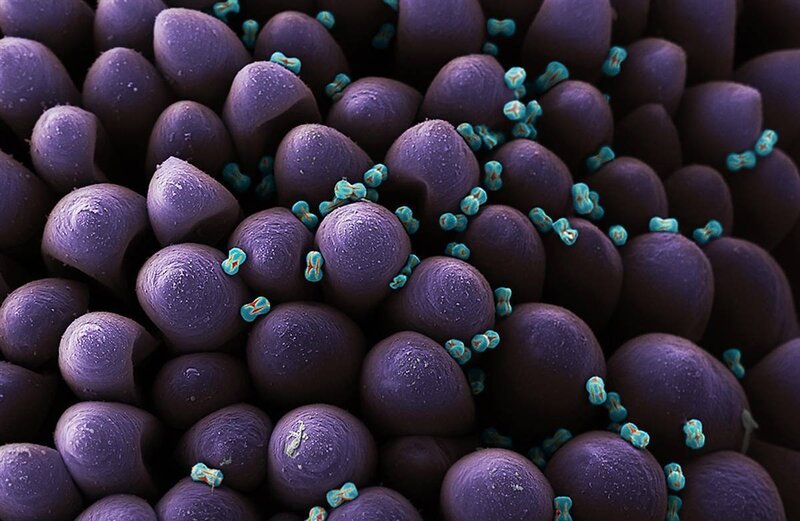 Microscopic view of cells