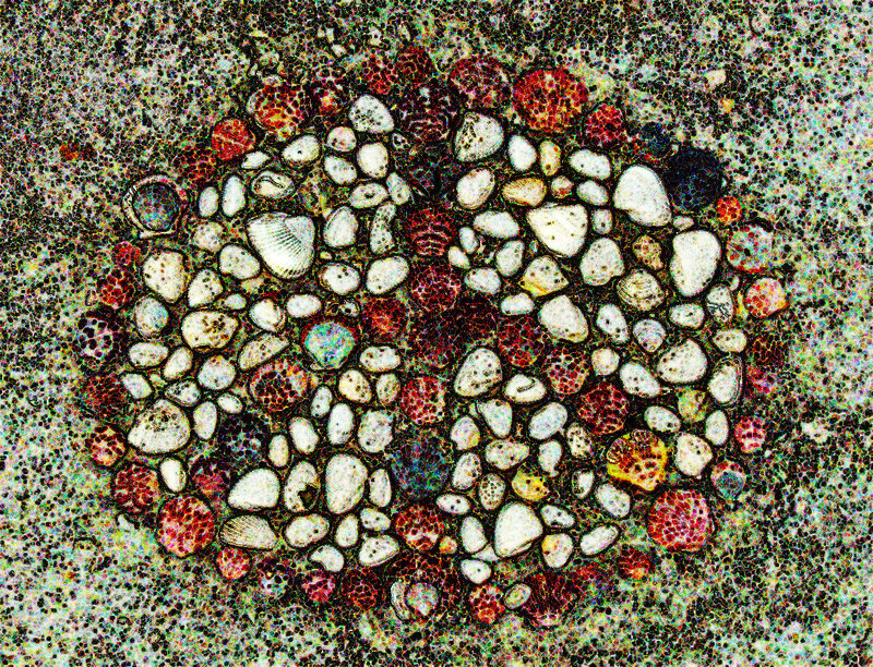 microscopic view of cellular structures