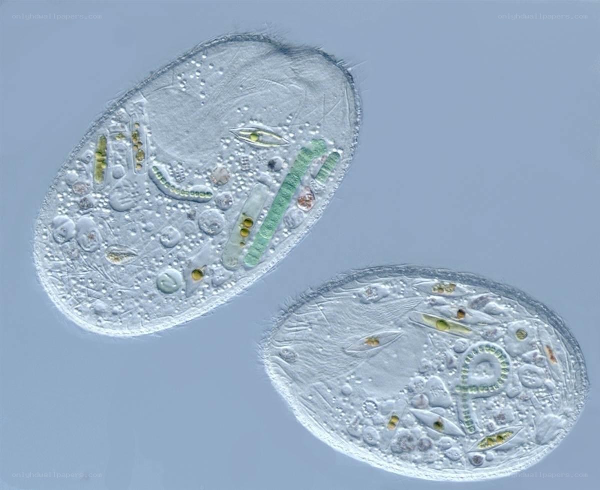 Microscopic view of ciliates