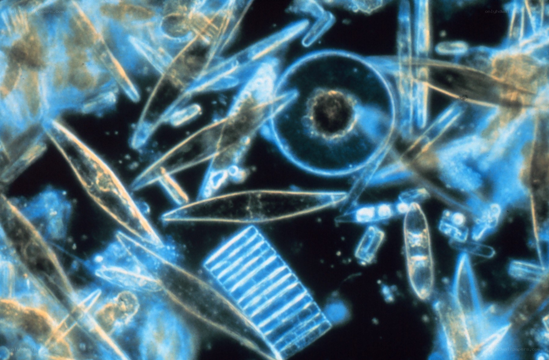 microscopic view of diatoms