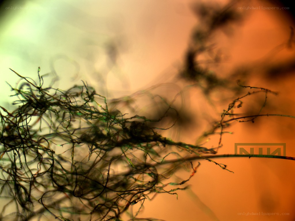 Microscopic view of fibers
