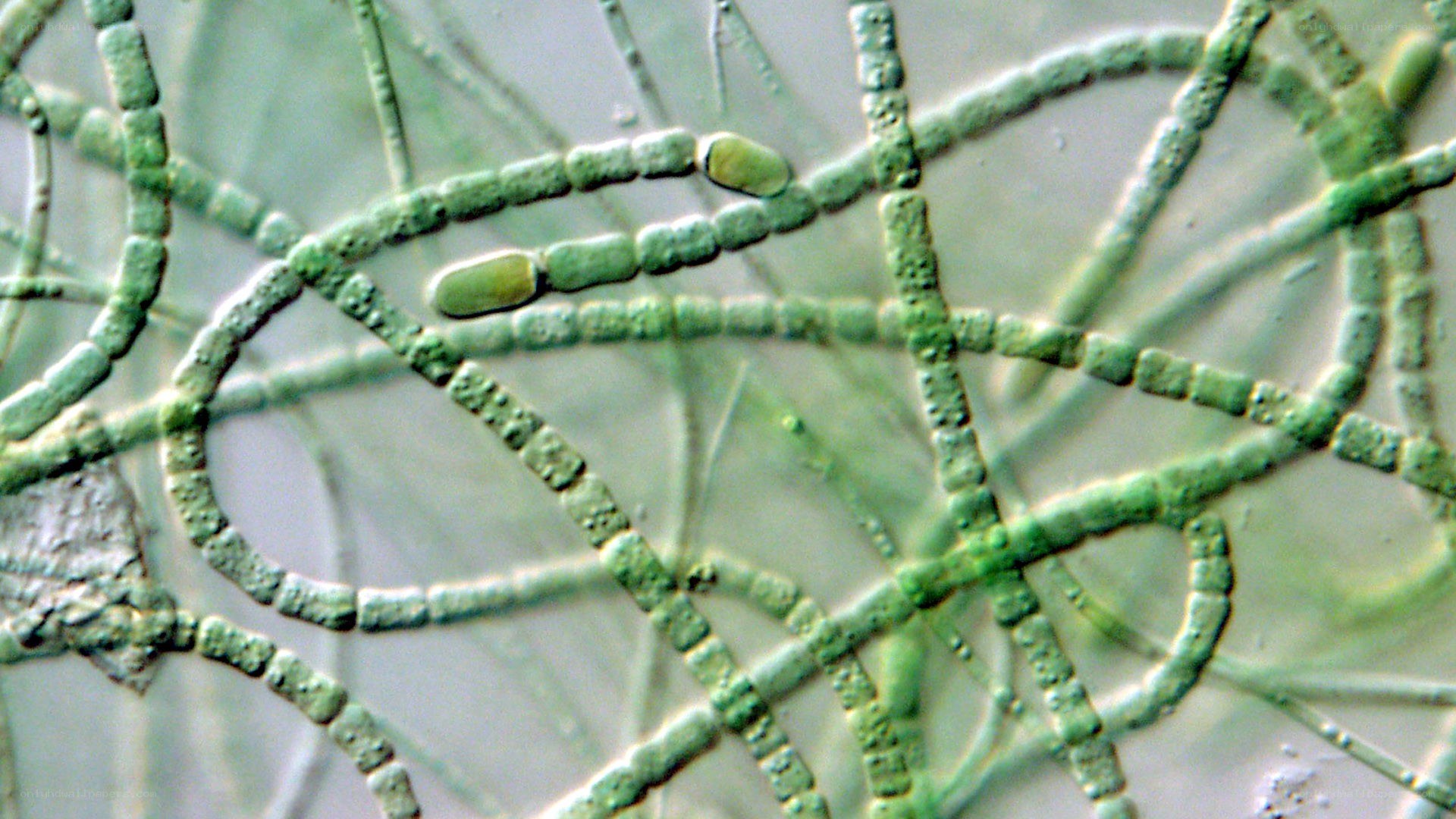 microscopic view of green algae