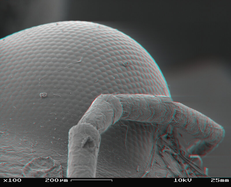 Microscopic view of insect eye