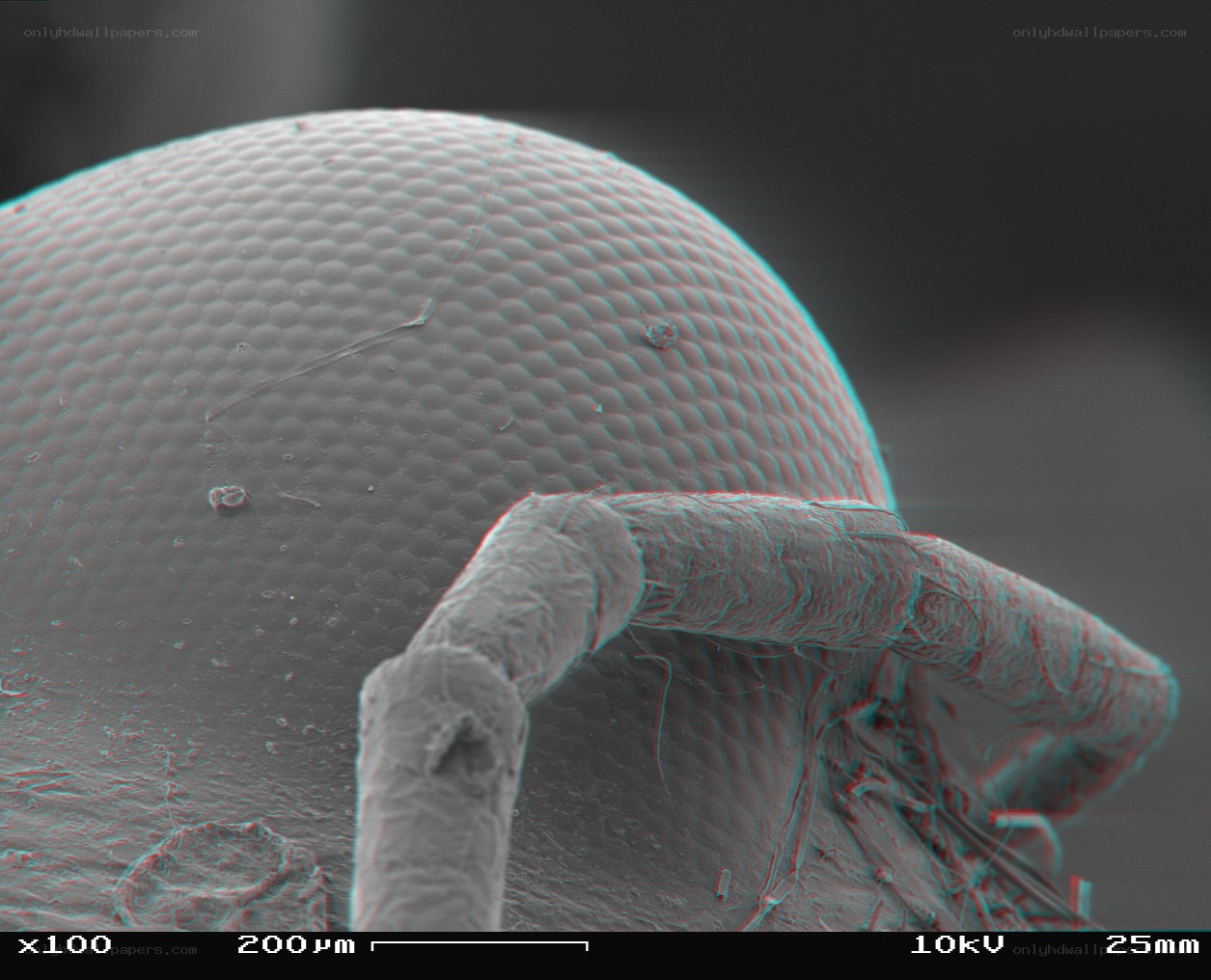 Microscopic view of insect eye