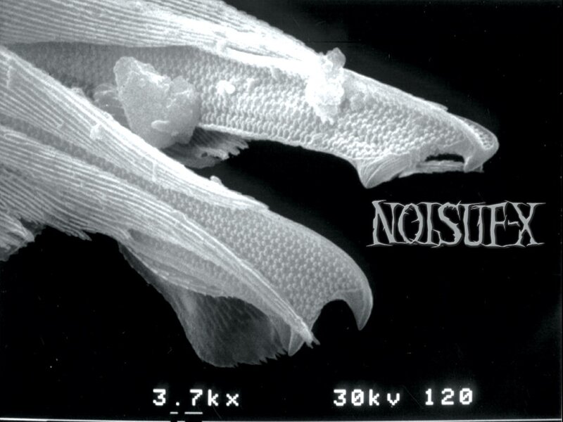 Microscopic view of insect wings